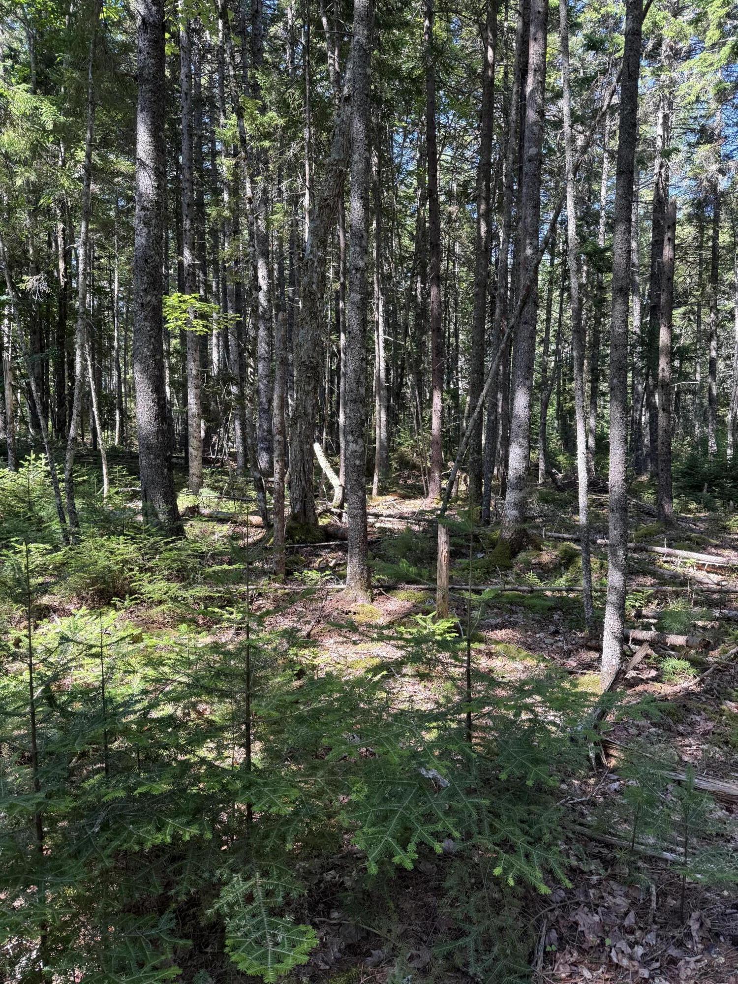17 Duck Cove Road Brooklin, ME 04616 - Photo 5 of 7 IMG_6508