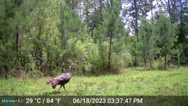 8076 Franklin Cut-off Road Durant, MS 39063 - Photo 9 of 28 860322067782315_20230618153748_5941136_s