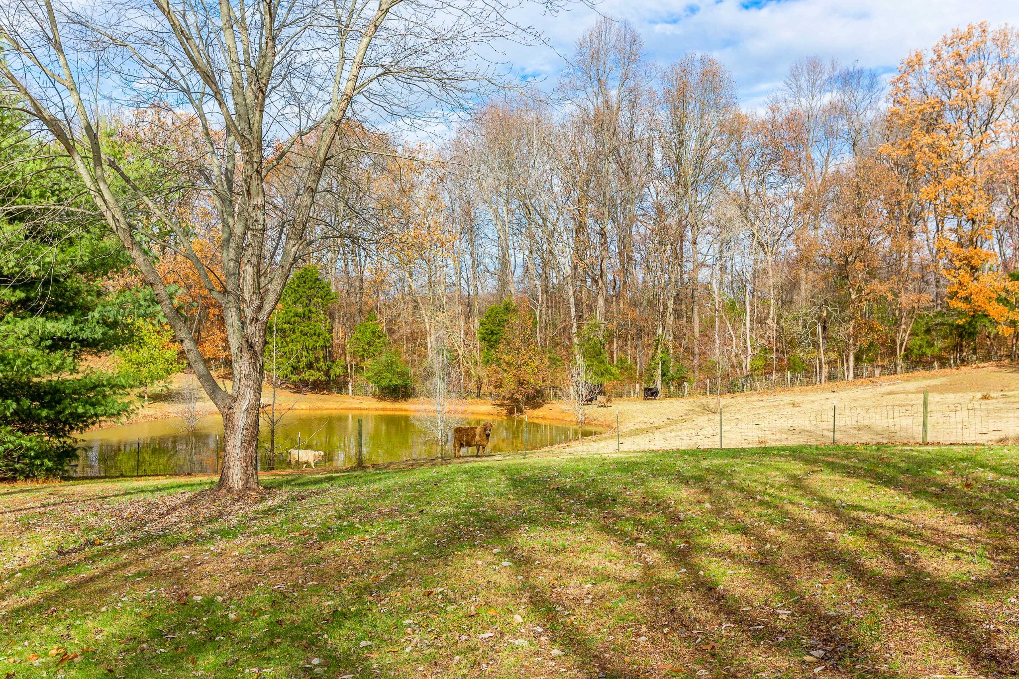 6194 South Lamont Road Springfield, TN 37172 - Photo 62 of 62 a view of yard with swimming pool and trees