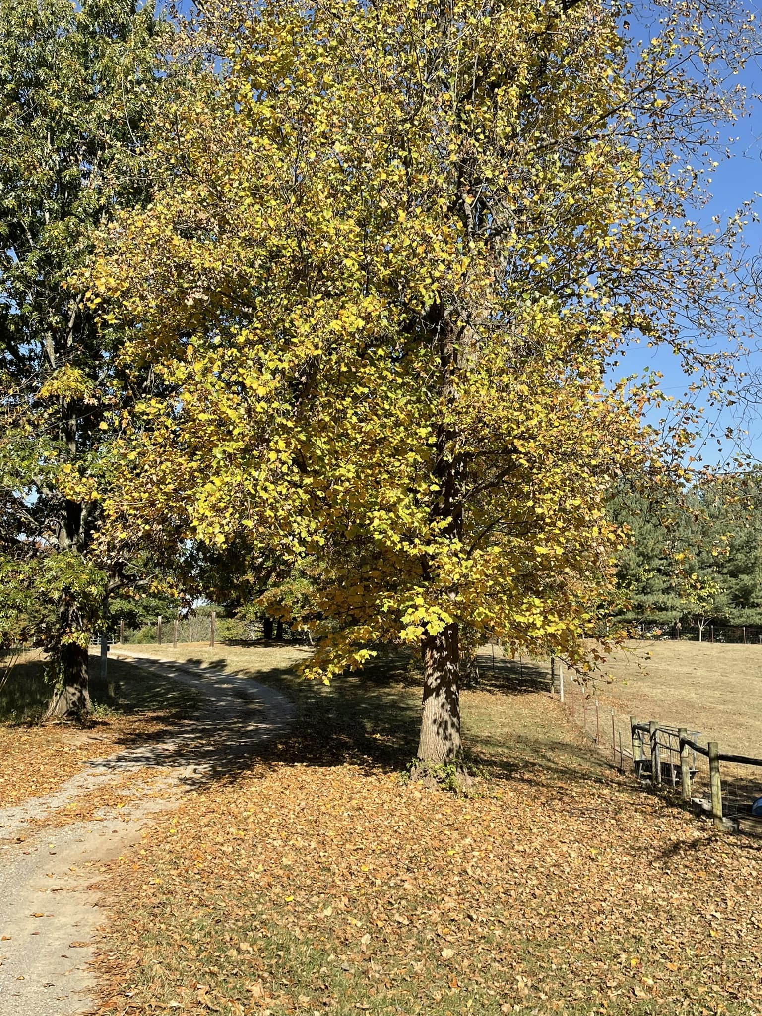 6194 South Lamont Road Springfield, TN 37172 - Photo 7 of 62