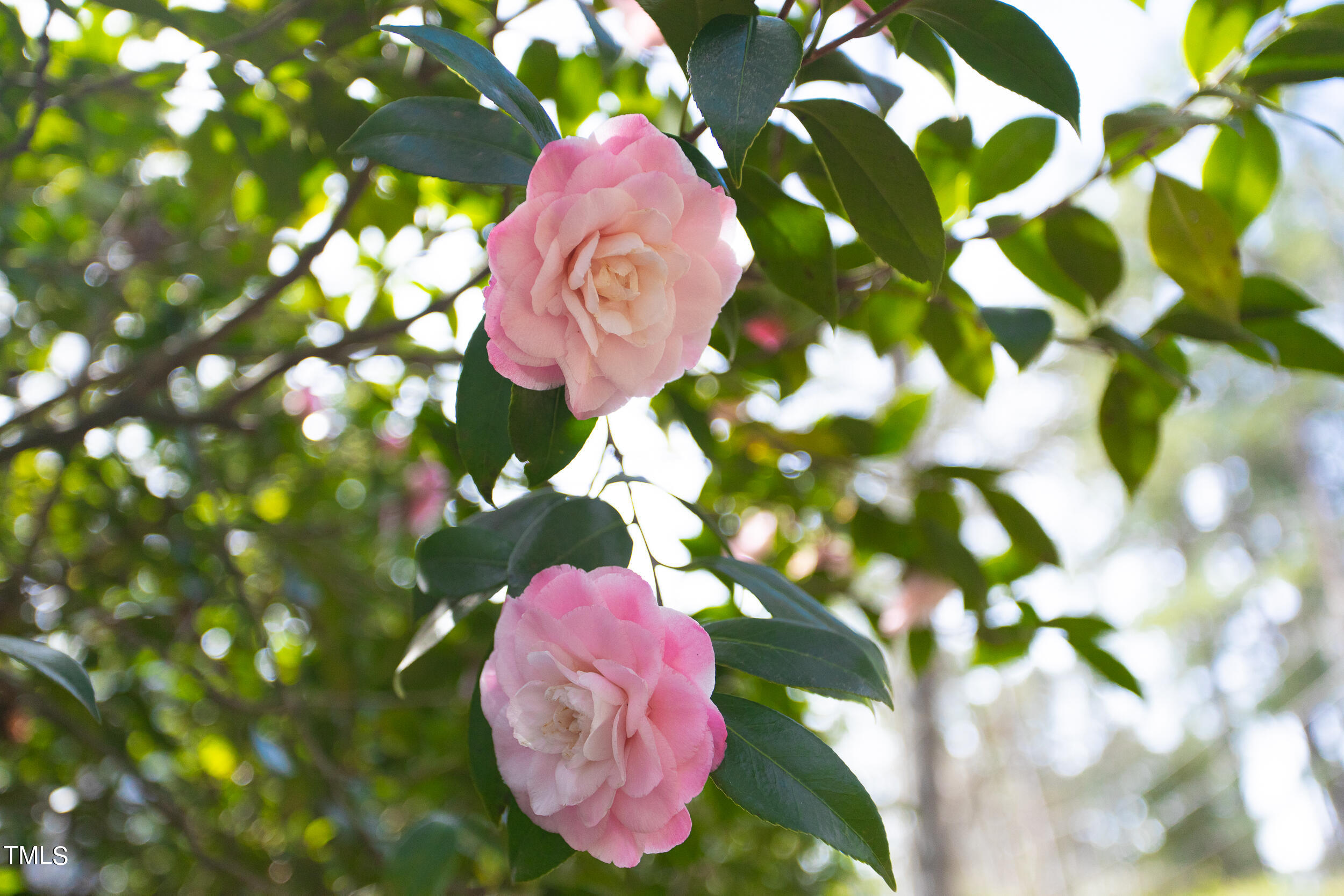 3940 Dover Road Durham, NC 27707 - Photo 28 of 72 3940_Dover_MLS-10