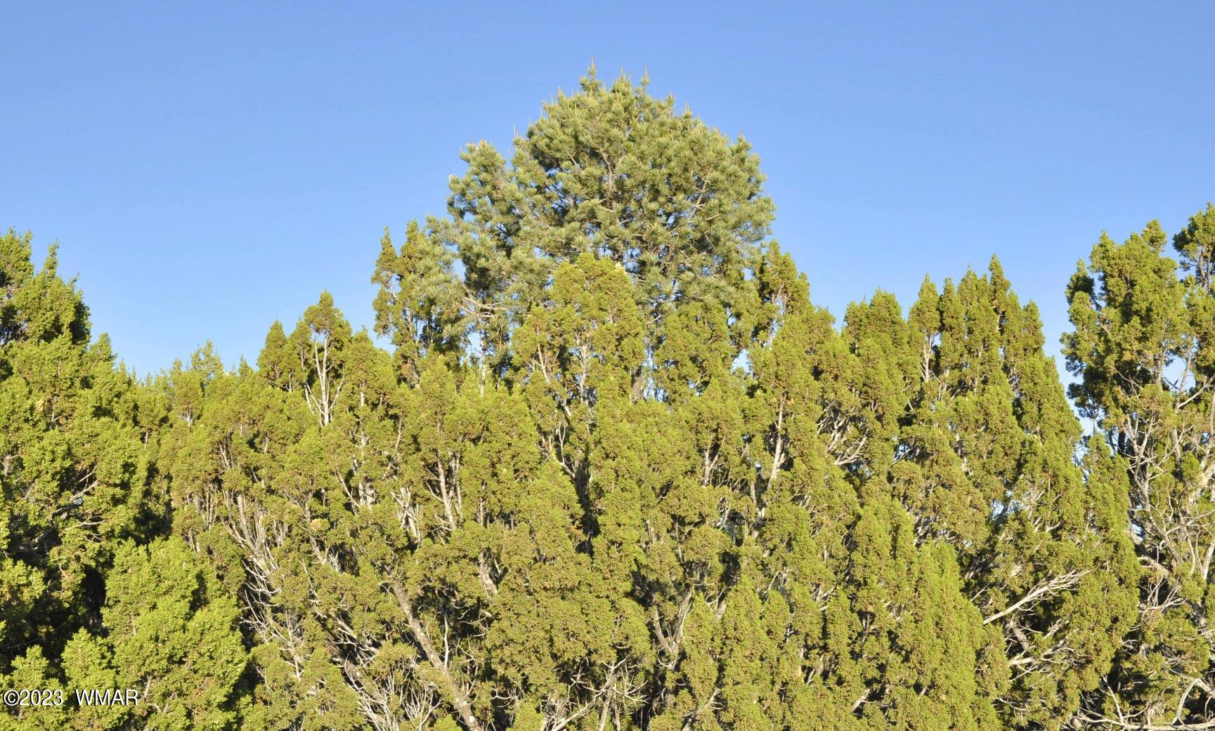 1308 Lodge Pole Road Show Low, AZ 85901 - Photo 28 of 29