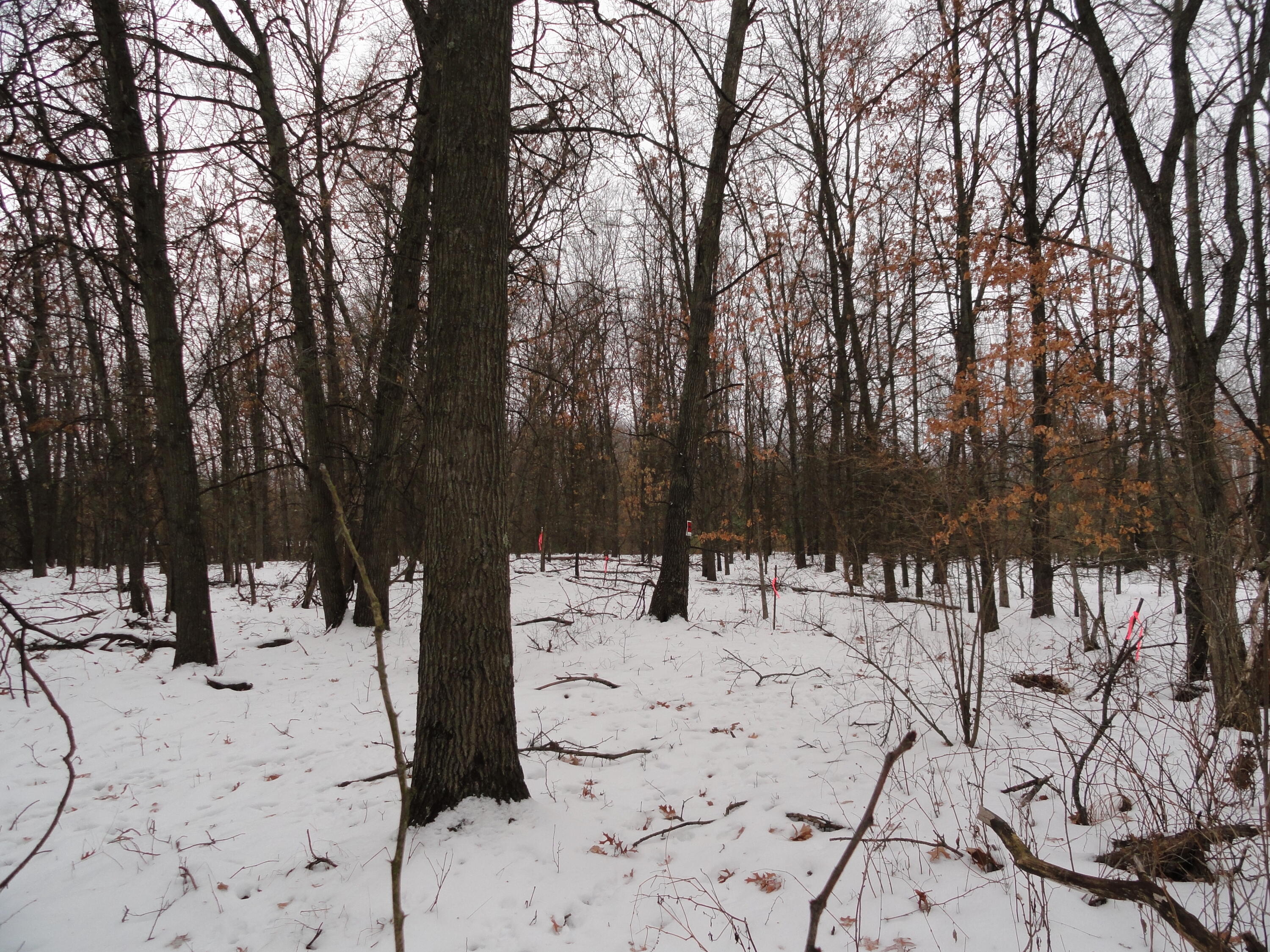 3100 Station Road Sheridan, MI 48884 - Photo 23 of 26 Back prop line