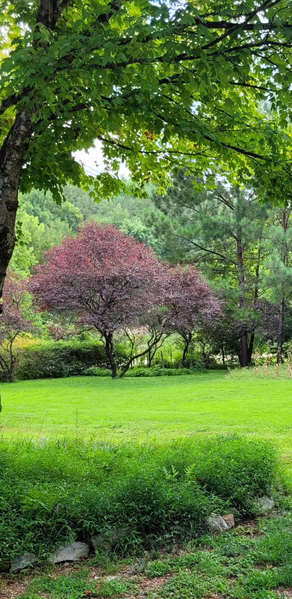 1225 Tanner Hollow Road Centerville, TN 37033 - Photo 14 of 31 Gallery Image 14