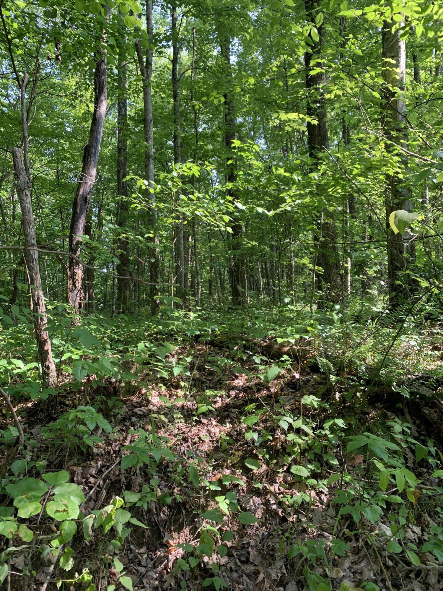 0 Pea Ridge Road Wallingford, KY 41093 - Photo 7 of 15 IMG_5051
