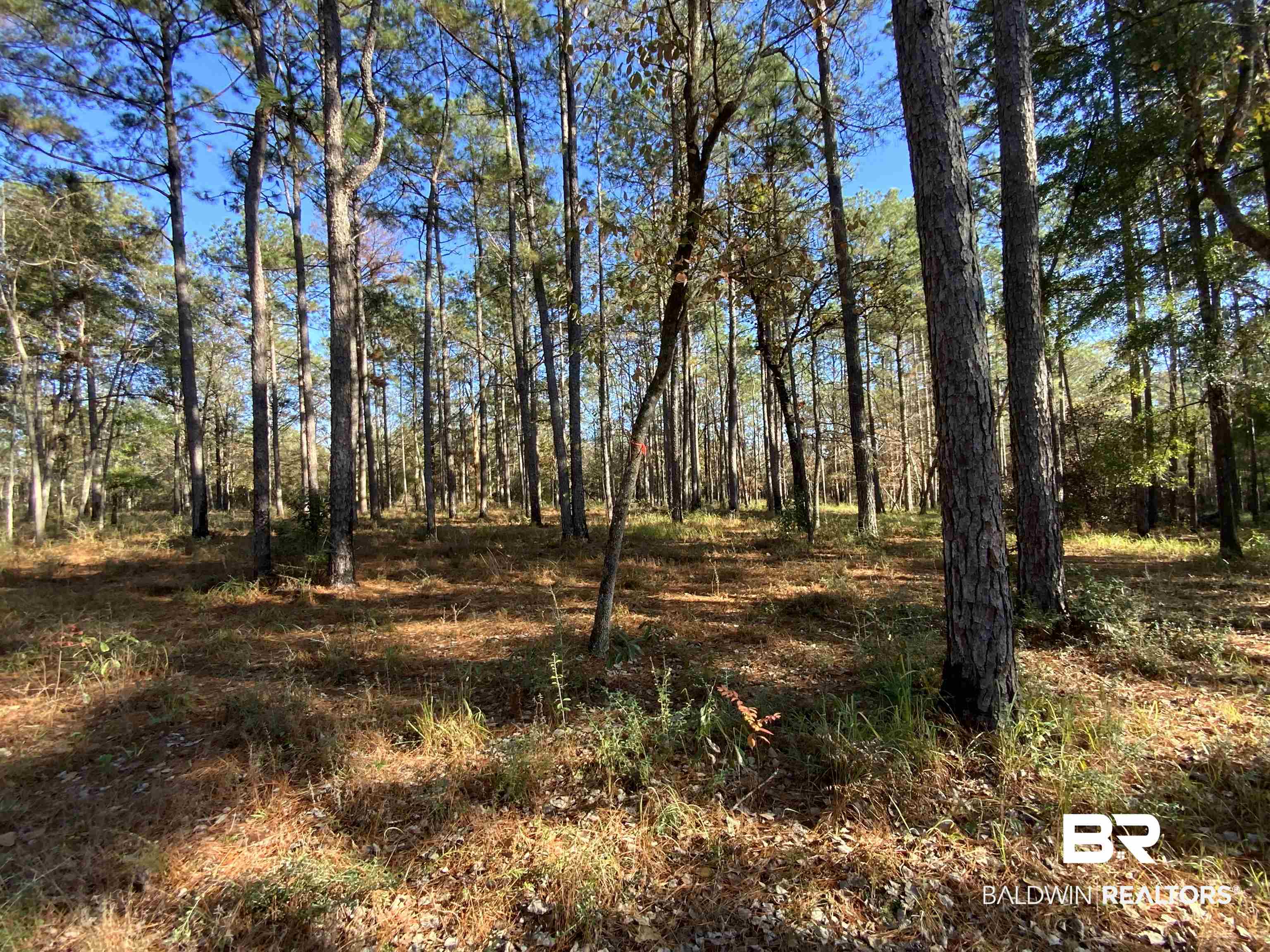 10 Drinkard Road Bay Minette, AL 36507 - Photo 6 of 16 View of wooded area