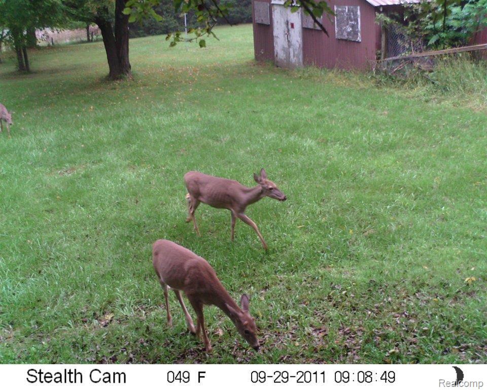 3789 Baldwin Road Metamora, MI 48455 - Photo 22 of 23 Deer 1.jpg