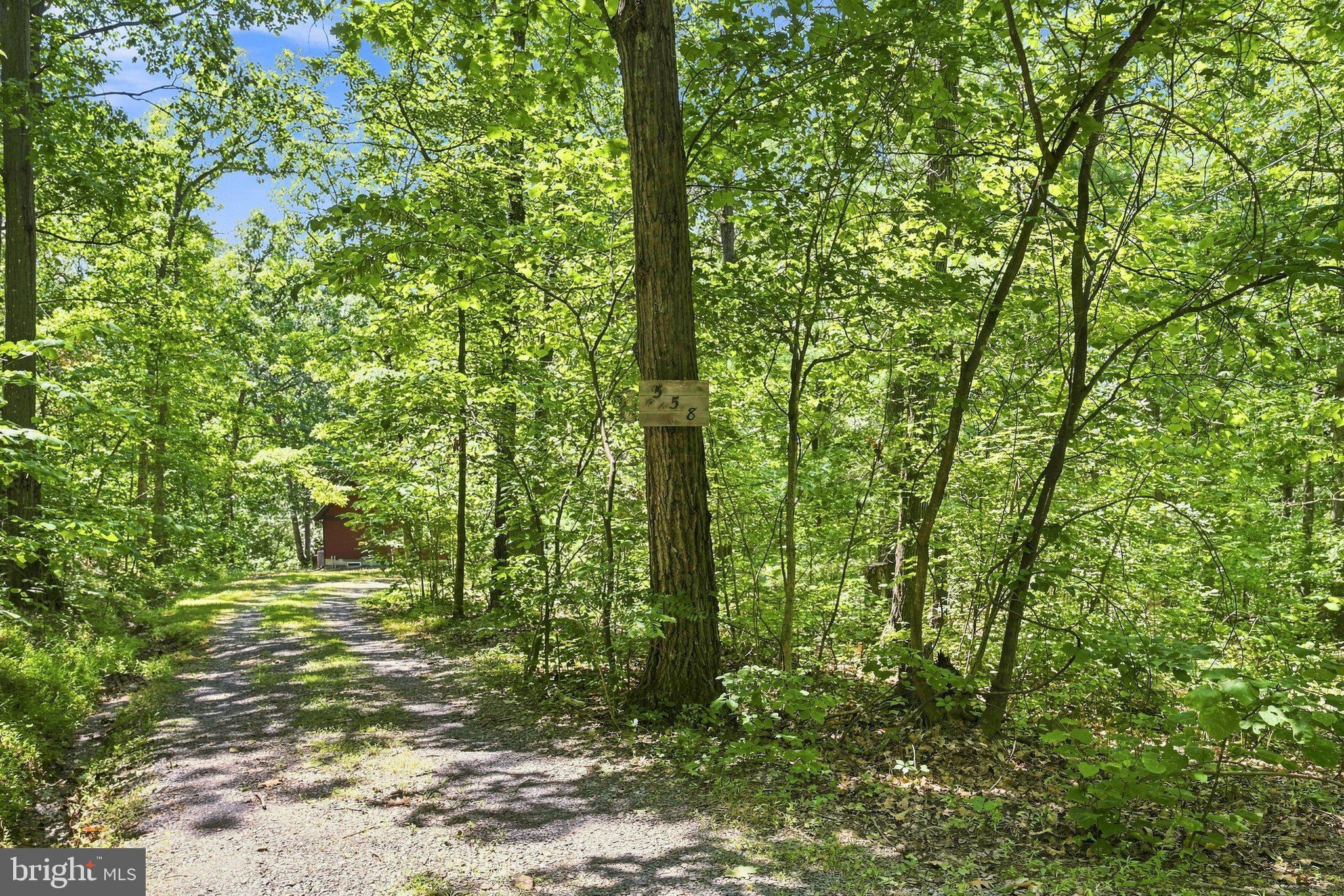 558 Catron Ridge Road Bentonville, VA 22610 - Photo 51 of 59 Driveway, so much privacy.