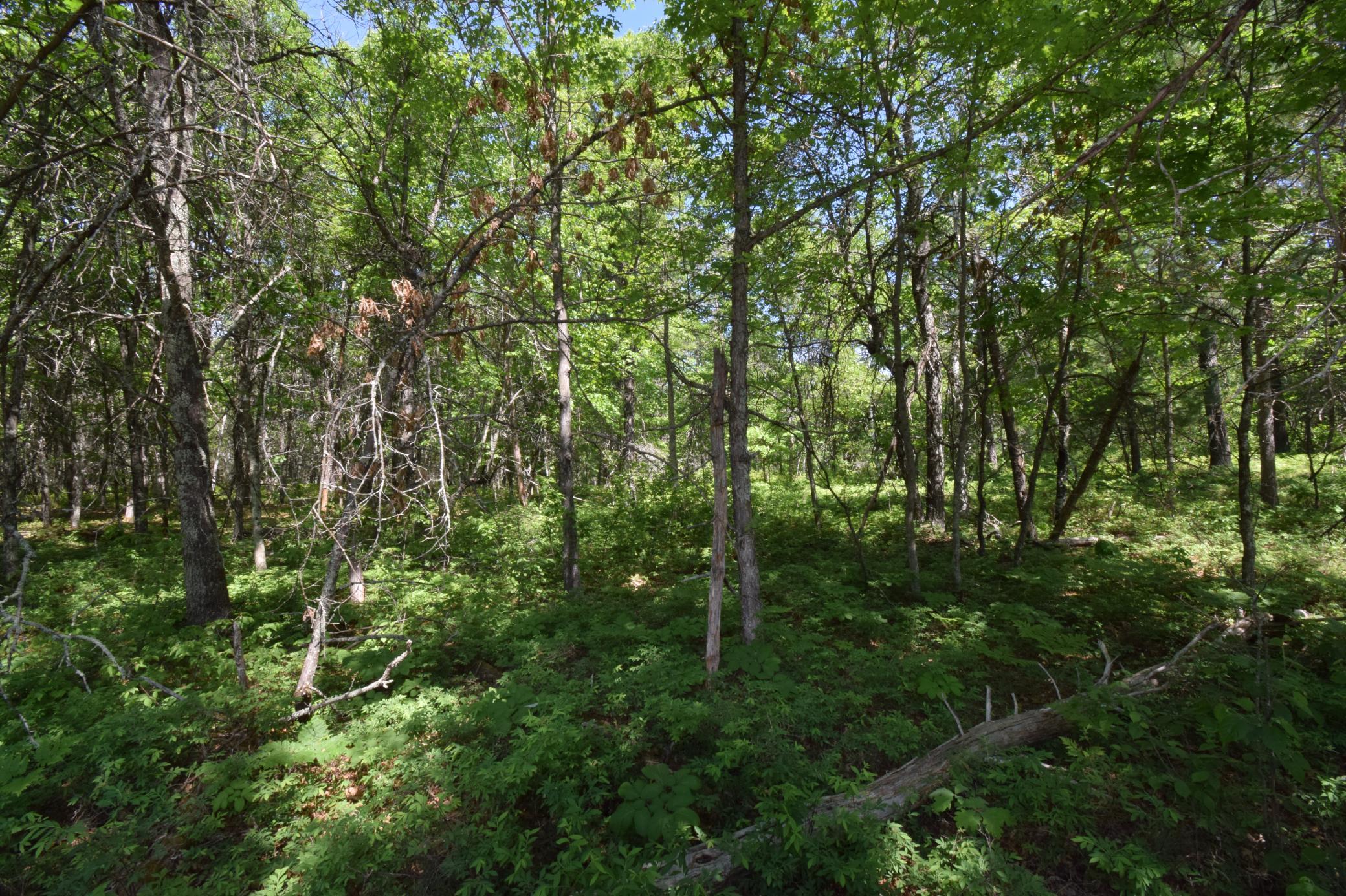 29093 Deerpath Pass Danbury, WI 54830 - Photo 61 of 94