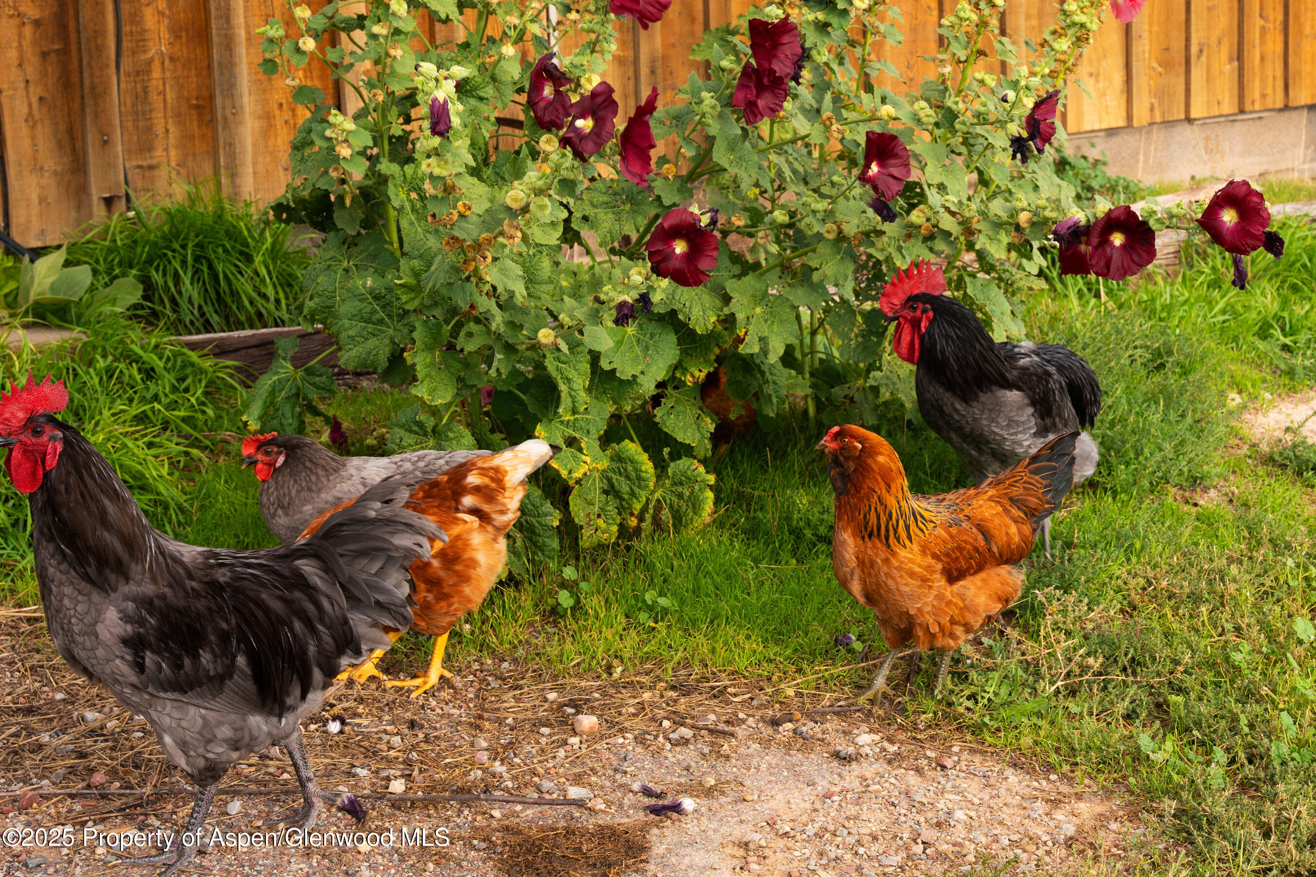 1644 Prince Creek Road Carbondale, CO 81623 - Photo 15 of 80 TurnaboutRanch_DASH109