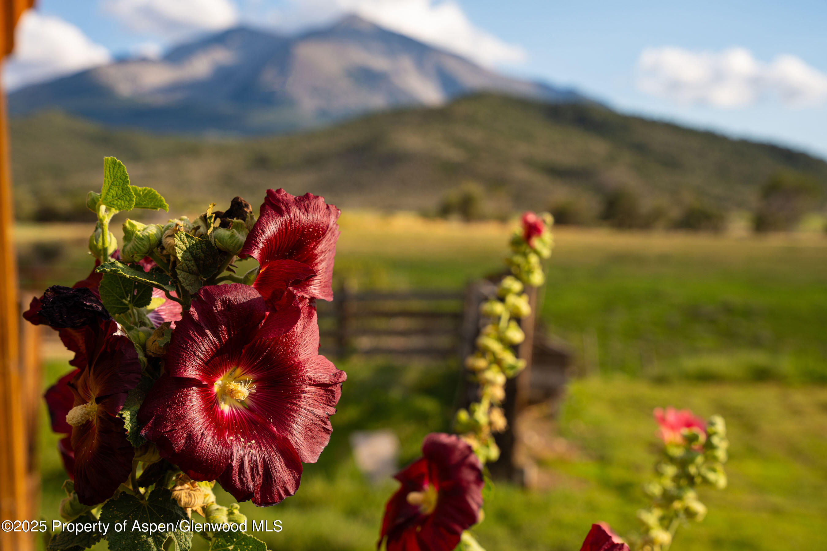 1644 Prince Creek Road Carbondale, CO 81623 - Photo 68 of 80 TurnaboutRanch_DASH108