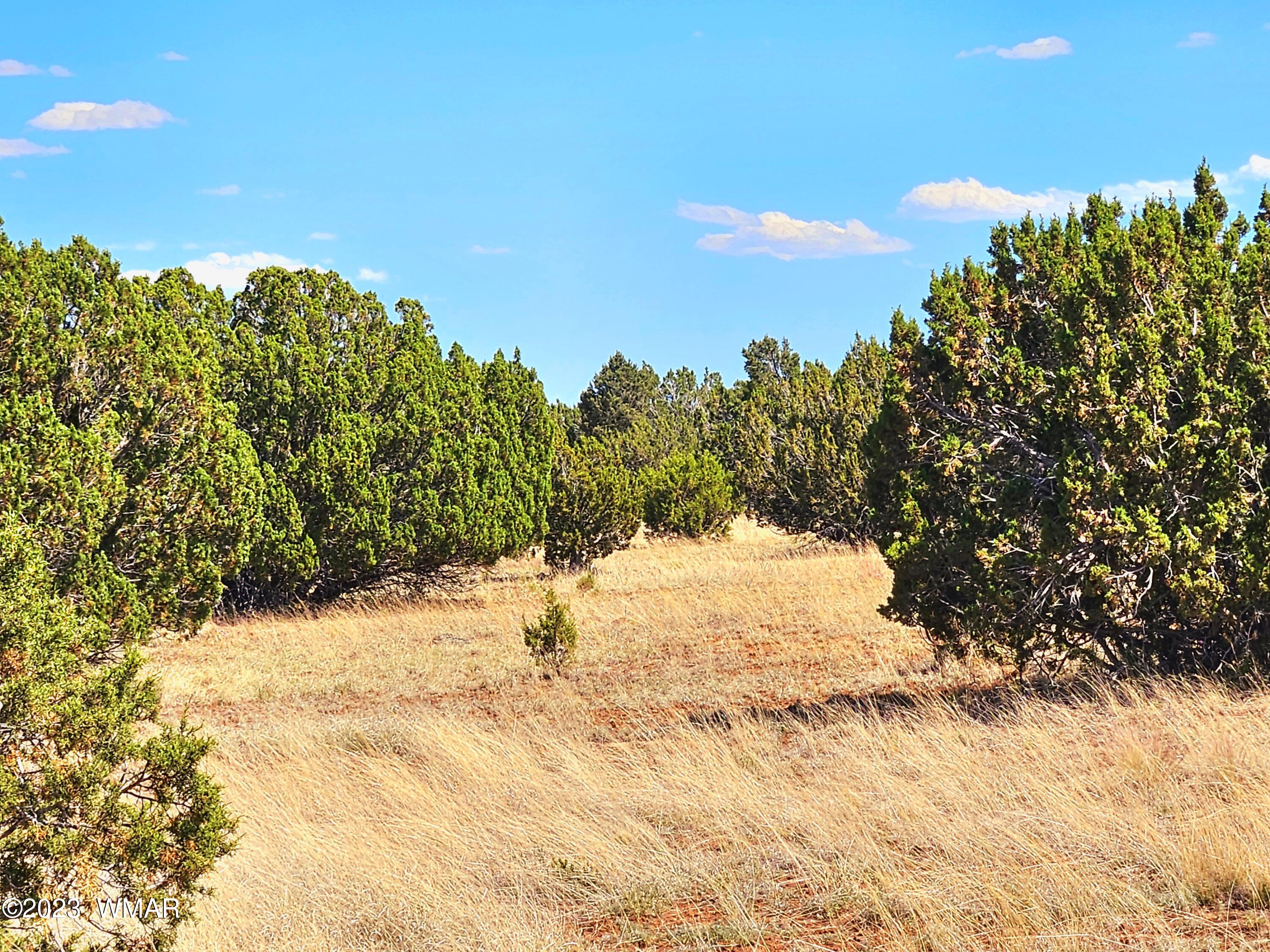 20 County Road Concho, AZ 85924 - Photo 4 of 11