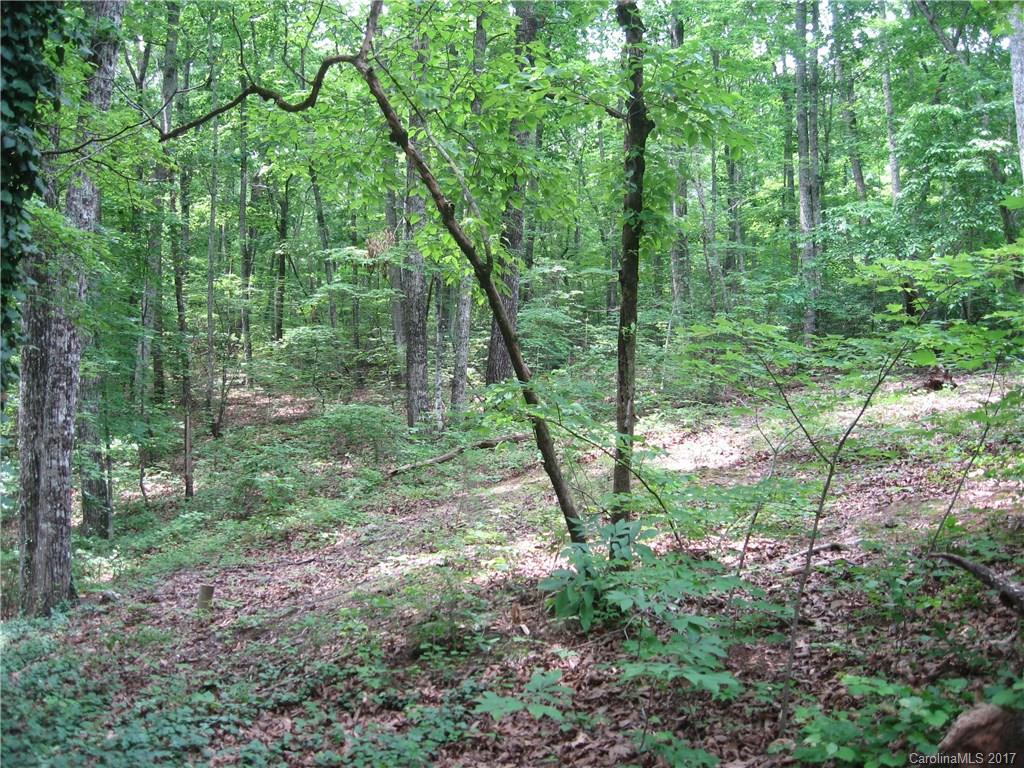 0 Jervey Road Landrum, SC 29356 - Photo 3 of 4 a view of a forest with trees