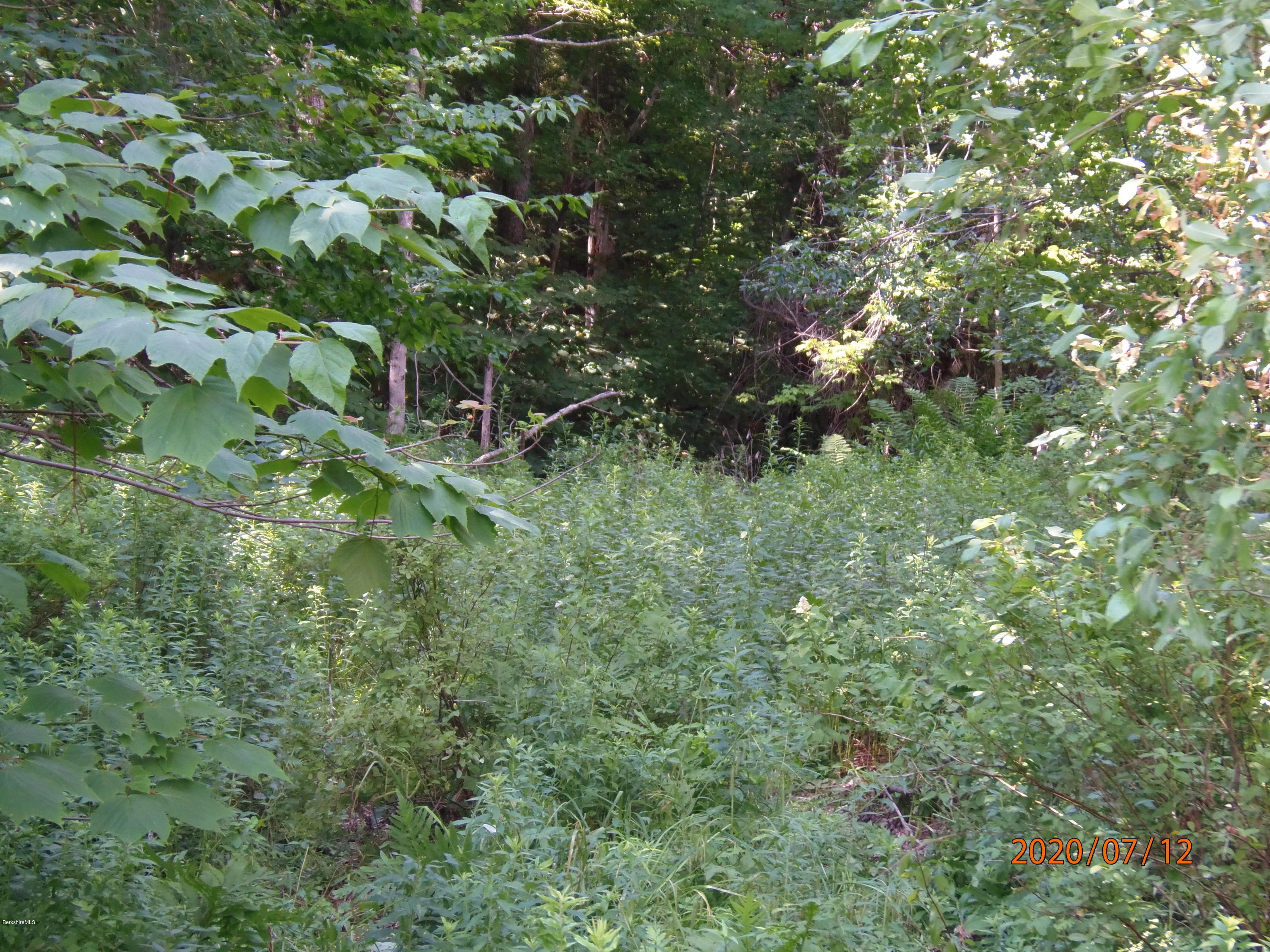 O Barnard Road Savoy, MA 01256 - Photo 3 of 5 a view of a lush green forest