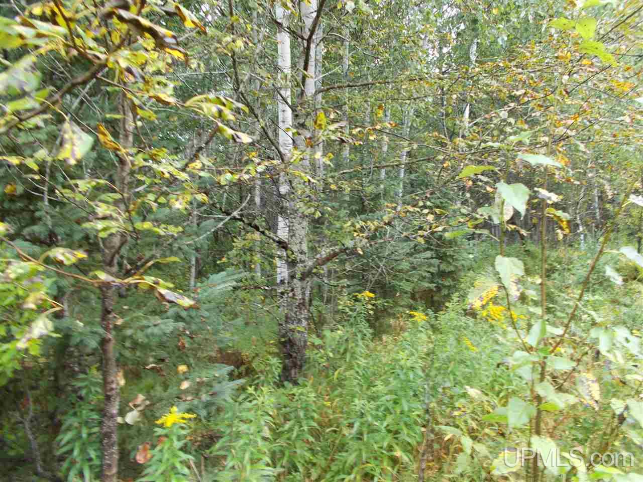 40-ac Park Farms Road Amasa, MI 49903 - Photo 4 of 9