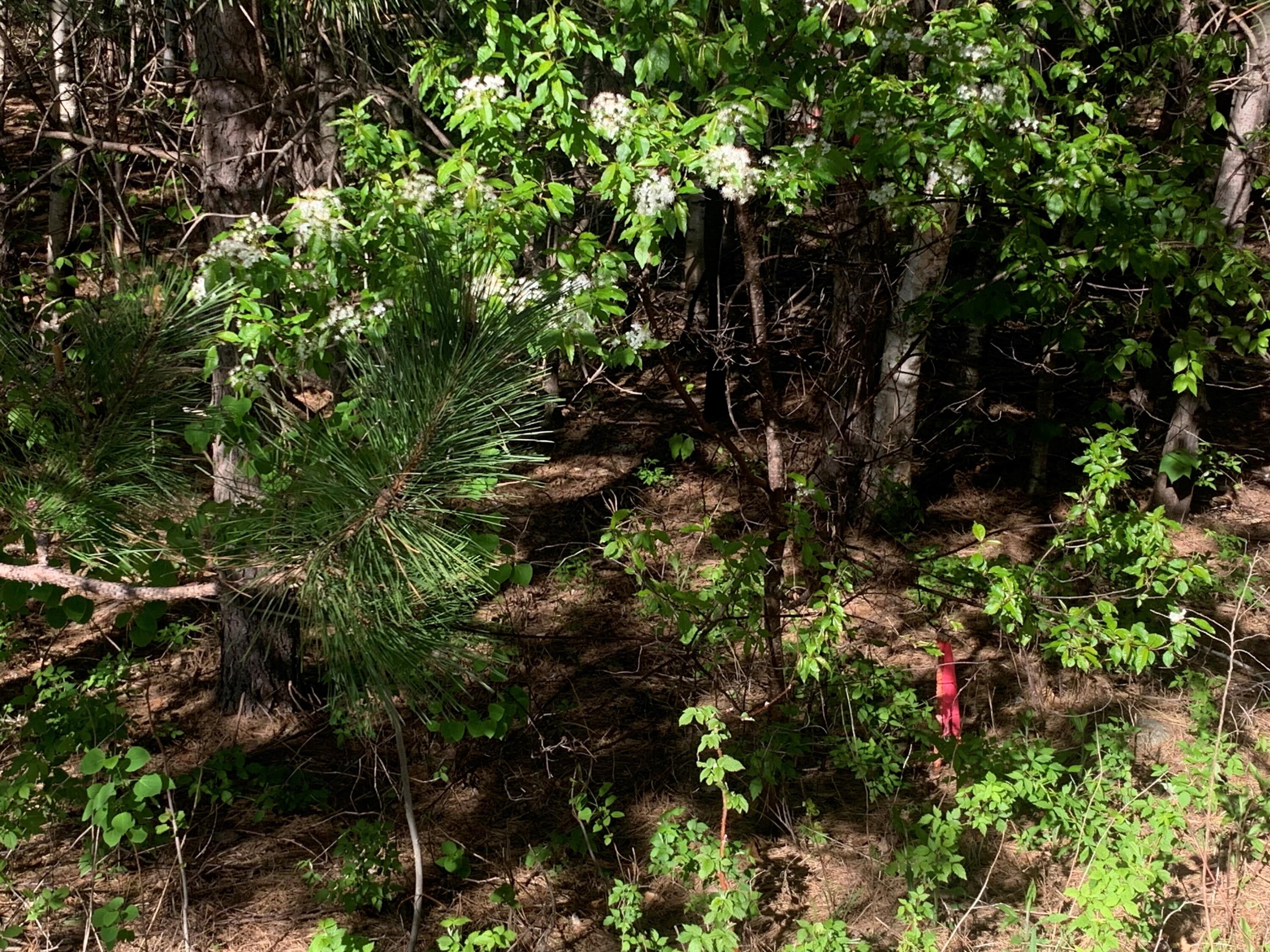 Lot 24 Grand View Drive Dedham, ME 04429 - Photo 15 of 15 MLS15