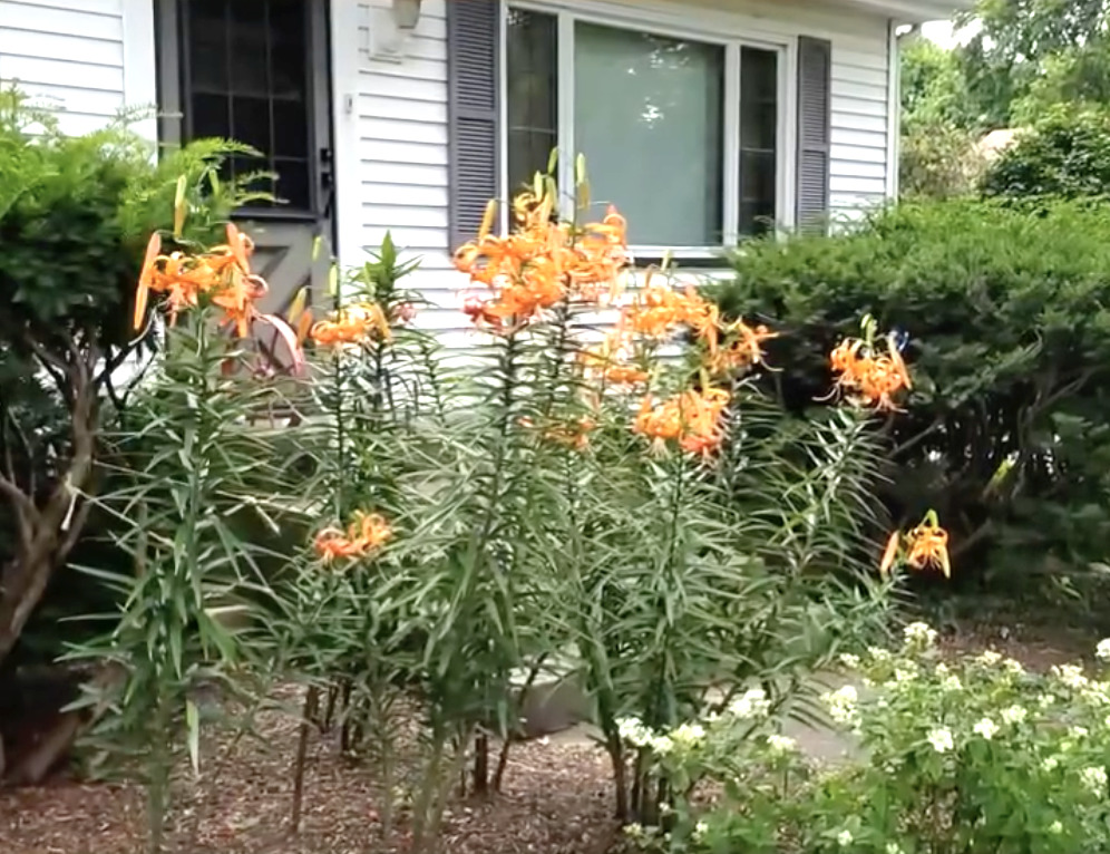 6-s151 Old Eola Road Aurora, IL 60502 - Photo 12 of 67