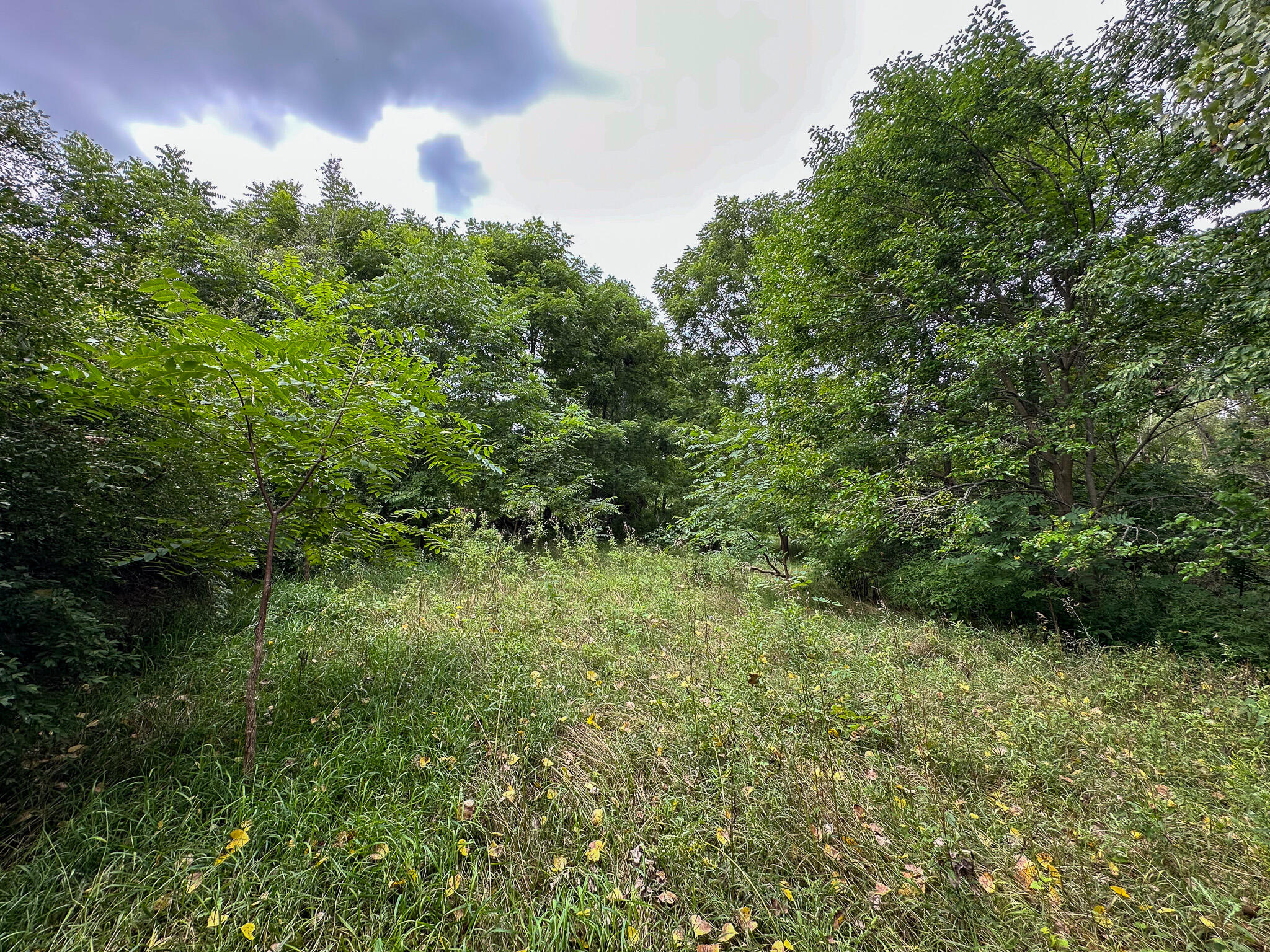 4181 East Mt Morris Road Mount Morris, MI 48458 - Photo 31 of 33 Clearing