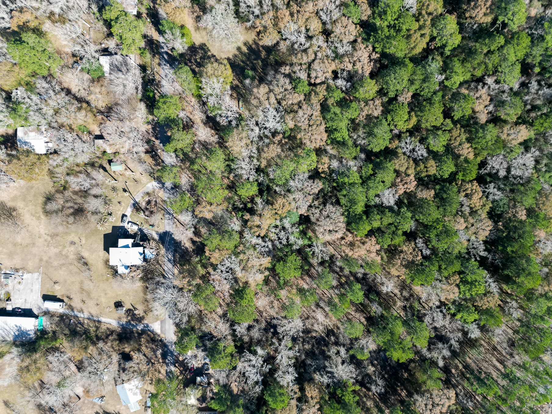 9 Dunnam Road Kingwood, TX 77345 - Photo 2 of 42 a picture of tree