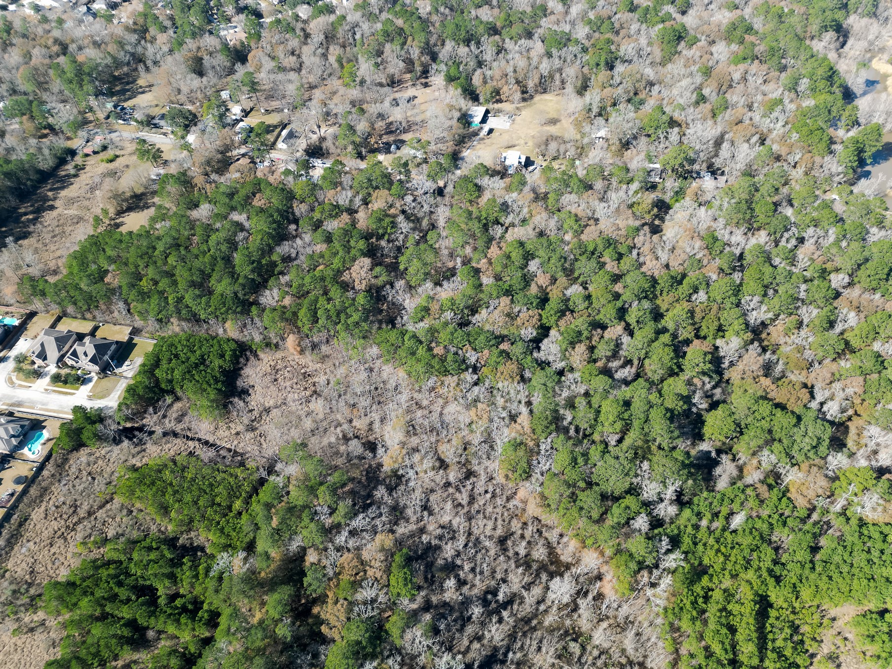 9 Dunnam Road Kingwood, TX 77345 - Photo 24 of 42 a view of a forest with a tree