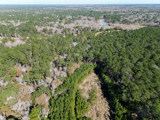 a view of a large yard with lots of bushes
