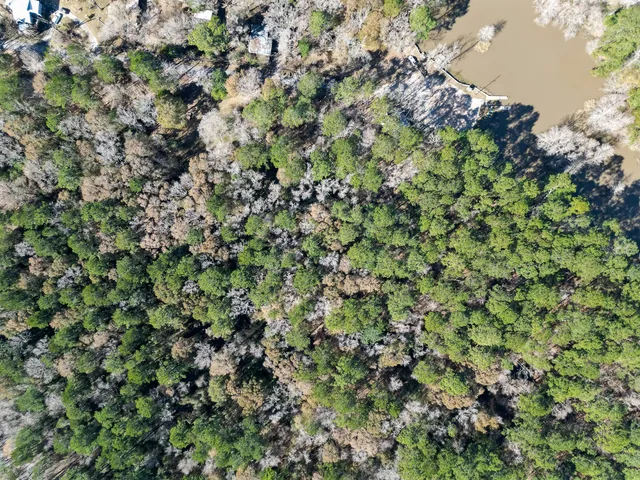 a view of a lush green forest