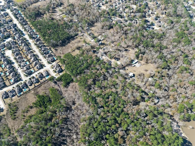 a view of a forest with a tree