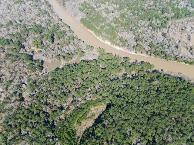 a close up of a plant in a garden