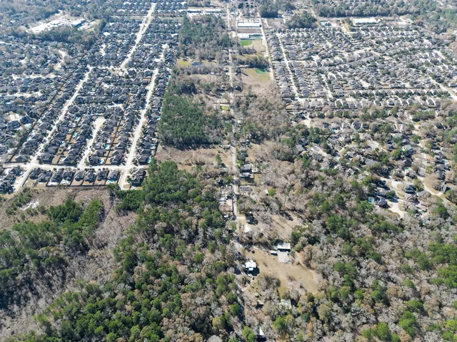 a view of a forest with a tree