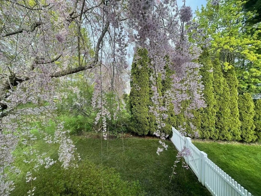 6 Apollo Circle Lexington, MA 02421 - Photo 36 of 38 a view of a garden with a tree
