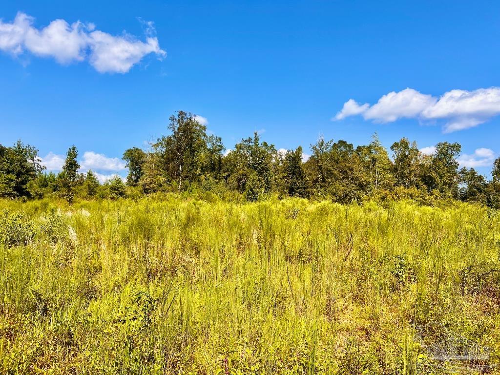 Lot 6 Cotton Lake Road Molino, FL 32577 - Photo 8 of 27