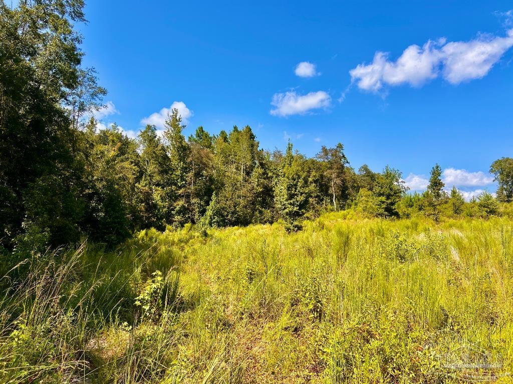 Lot 6 Cotton Lake Road Molino, FL 32577 - Photo 10 of 27