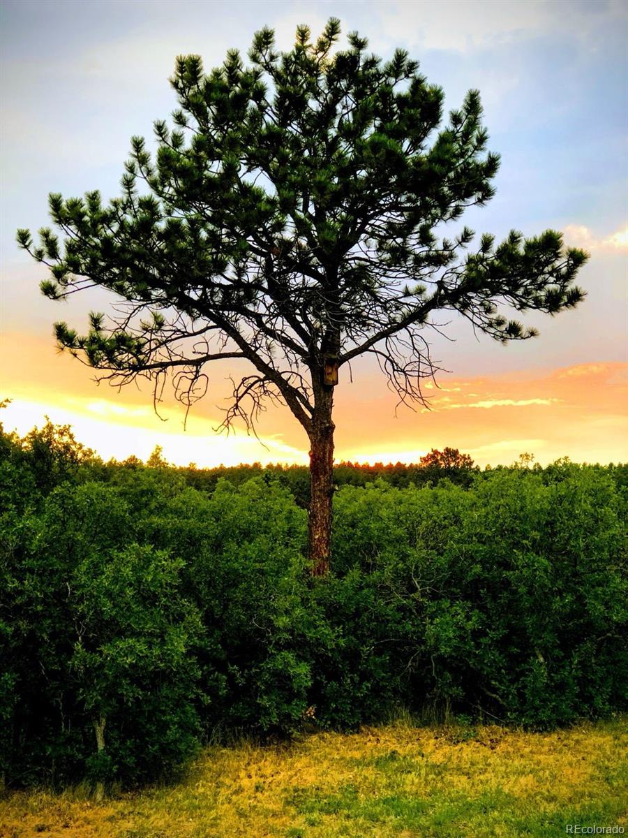 1475 Elk View Road Larkspur, CO 80118 - Photo 43 of 45 a view of tree in the green field
