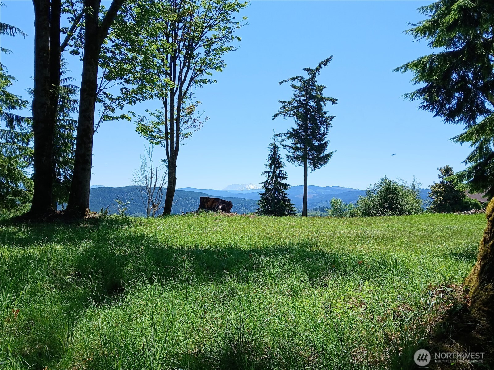 132 Salem Plant Road Silver Creek, WA 98585 - Photo 13 of 23 a view of a garden with a tree