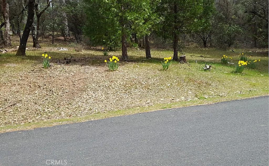 13279 Thoroughbred Loop Grass Valley, CA 95949 - Photo 2 of 6 a backyard of water with palm trees