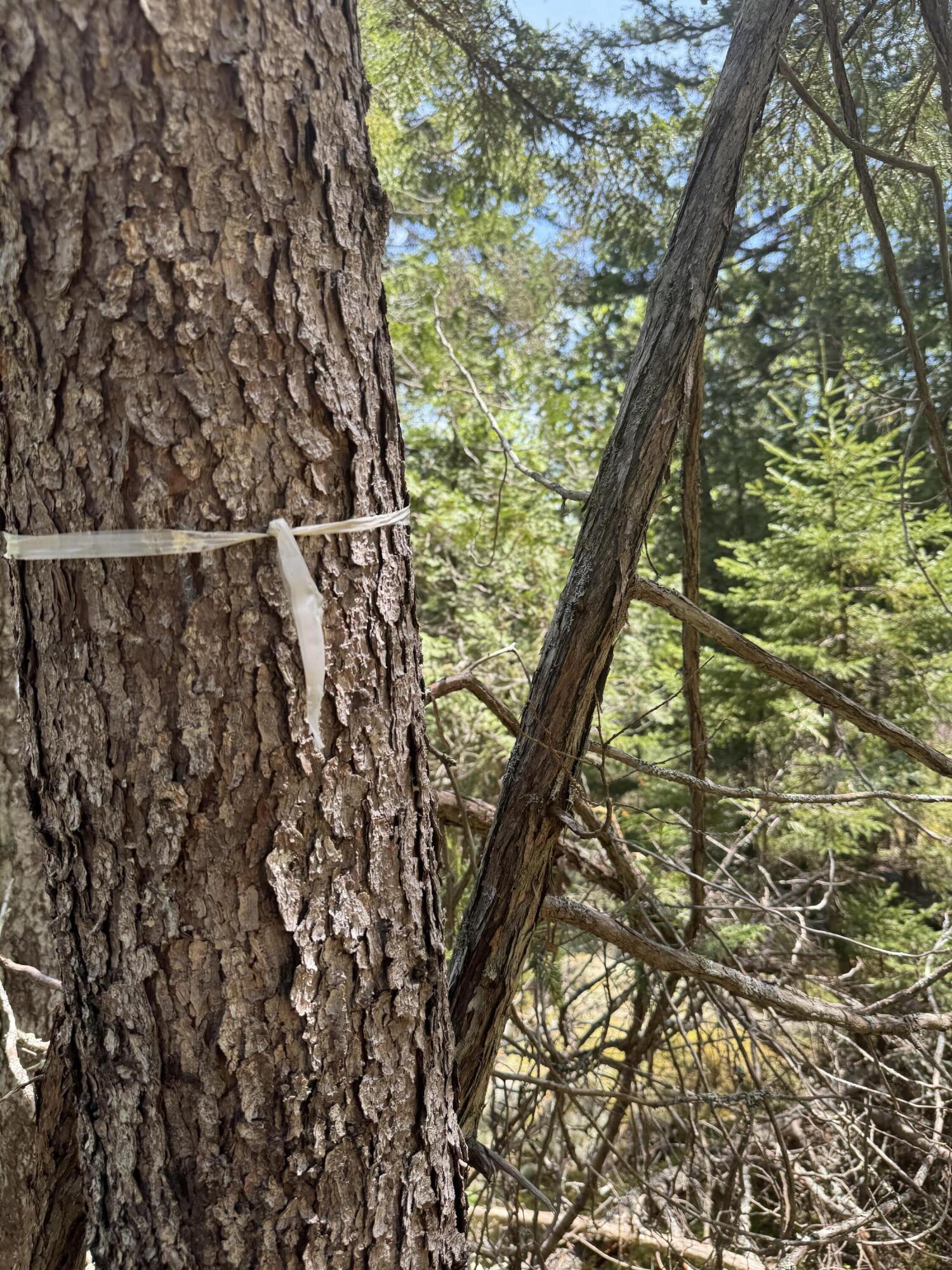 998 Cape Rosier Road Harborside, ME 04642 - Photo 9 of 42 White Ribbons Lead the Way