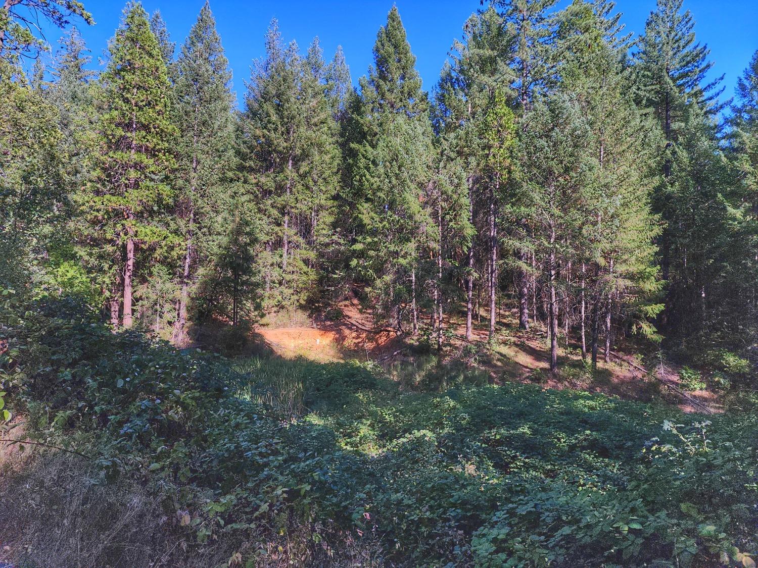 3221 Brauer Road Georgetown, CA 95634 - Photo 20 of 24 a view of a tree in a yard