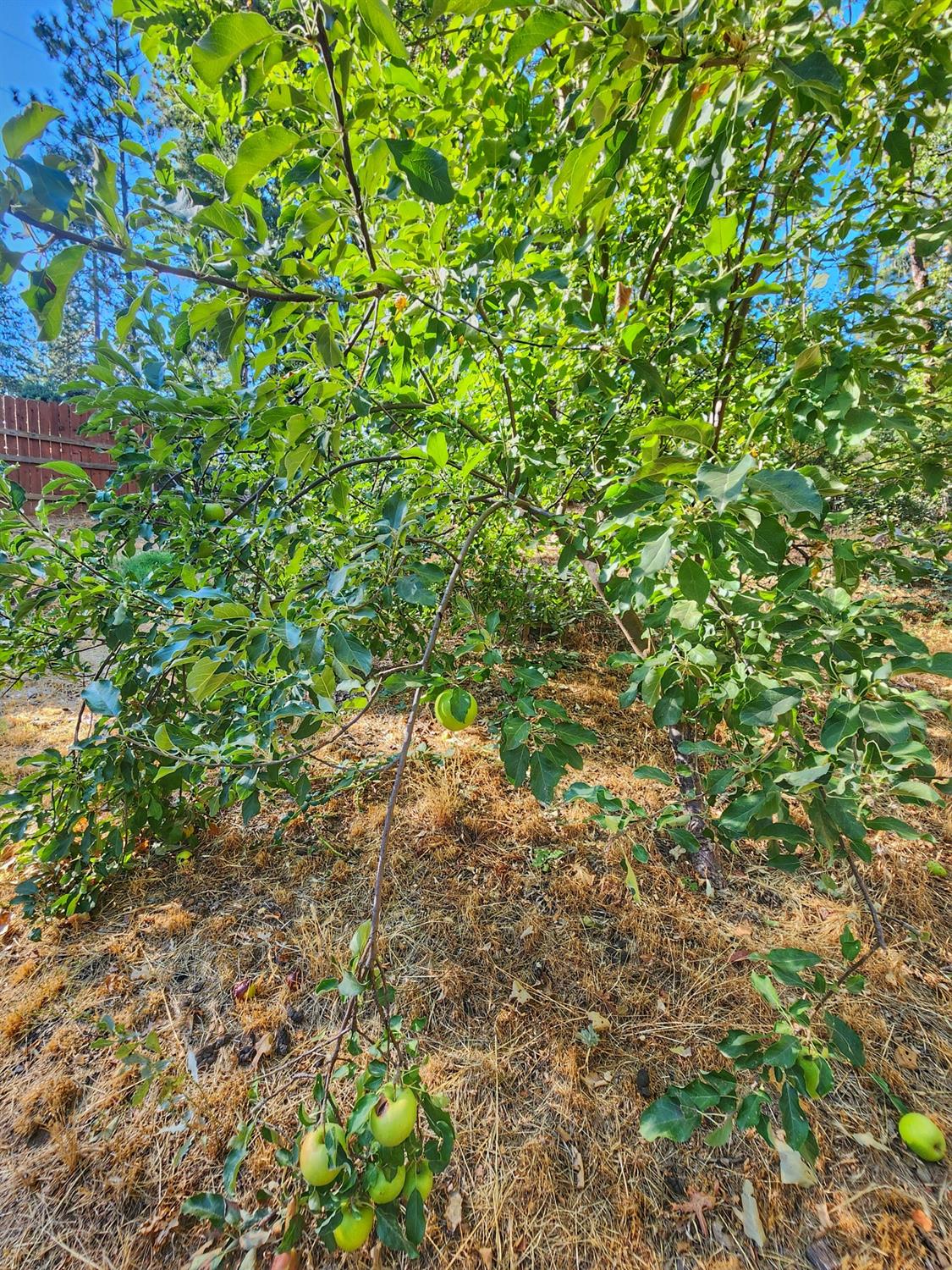 3221 Brauer Road Georgetown, CA 95634 - Photo 24 of 24 a view of a tree in a yard