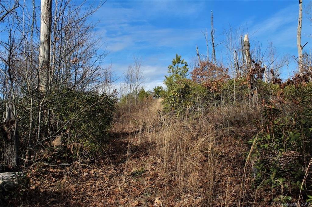 0 Cheek Cir Road Whittier, NC 28789 - Photo 11 of 33 a view of a bunch of plants and trees