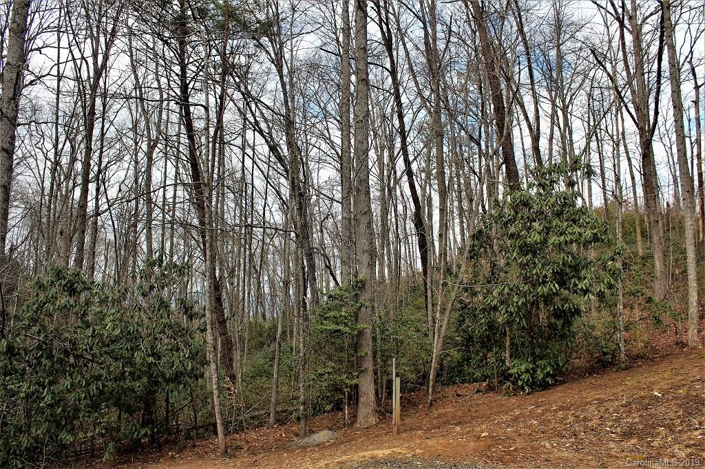0 Cheek Cir Road Whittier, NC 28789 - Photo 20 of 33 a view of a forest with trees in front of it