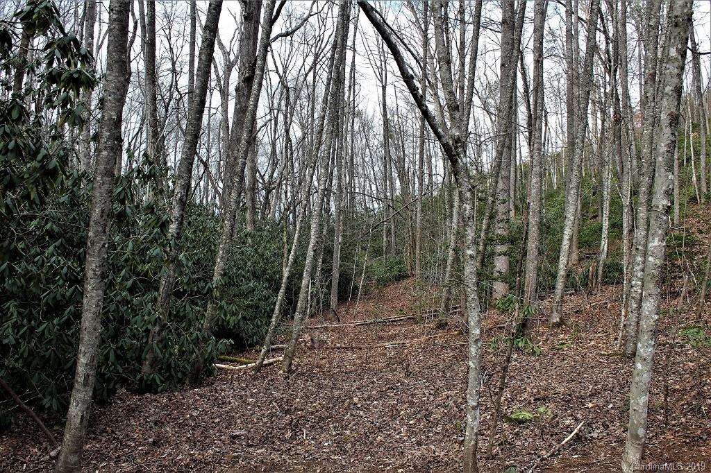 0 Cheek Cir Road Whittier, NC 28789 - Photo 21 of 33 a view of a forest with lots of trees