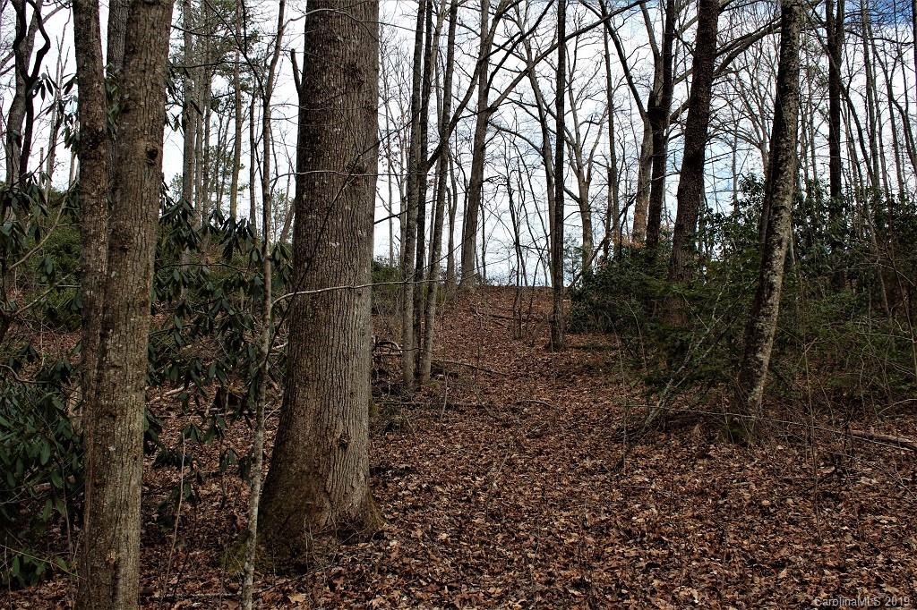 0 Cheek Cir Road Whittier, NC 28789 - Photo 22 of 33 a view of a forest with trees in front of it