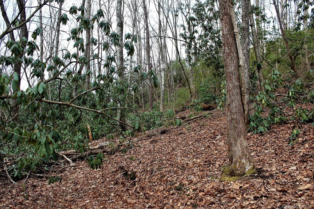 0 Cheek Cir Road Whittier, NC 28789 - Photo 24 of 33 a view of a forest with trees