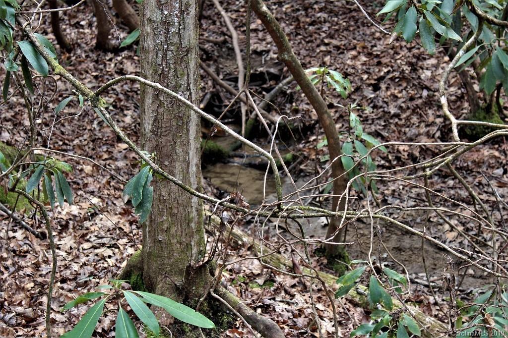 0 Cheek Cir Road Whittier, NC 28789 - Photo 25 of 33 a picture of a tree