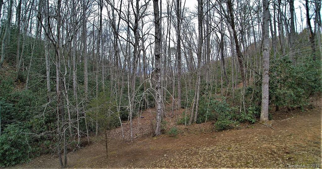 0 Cheek Cir Road Whittier, NC 28789 - Photo 6 of 33 a view of a forest with trees in front of it