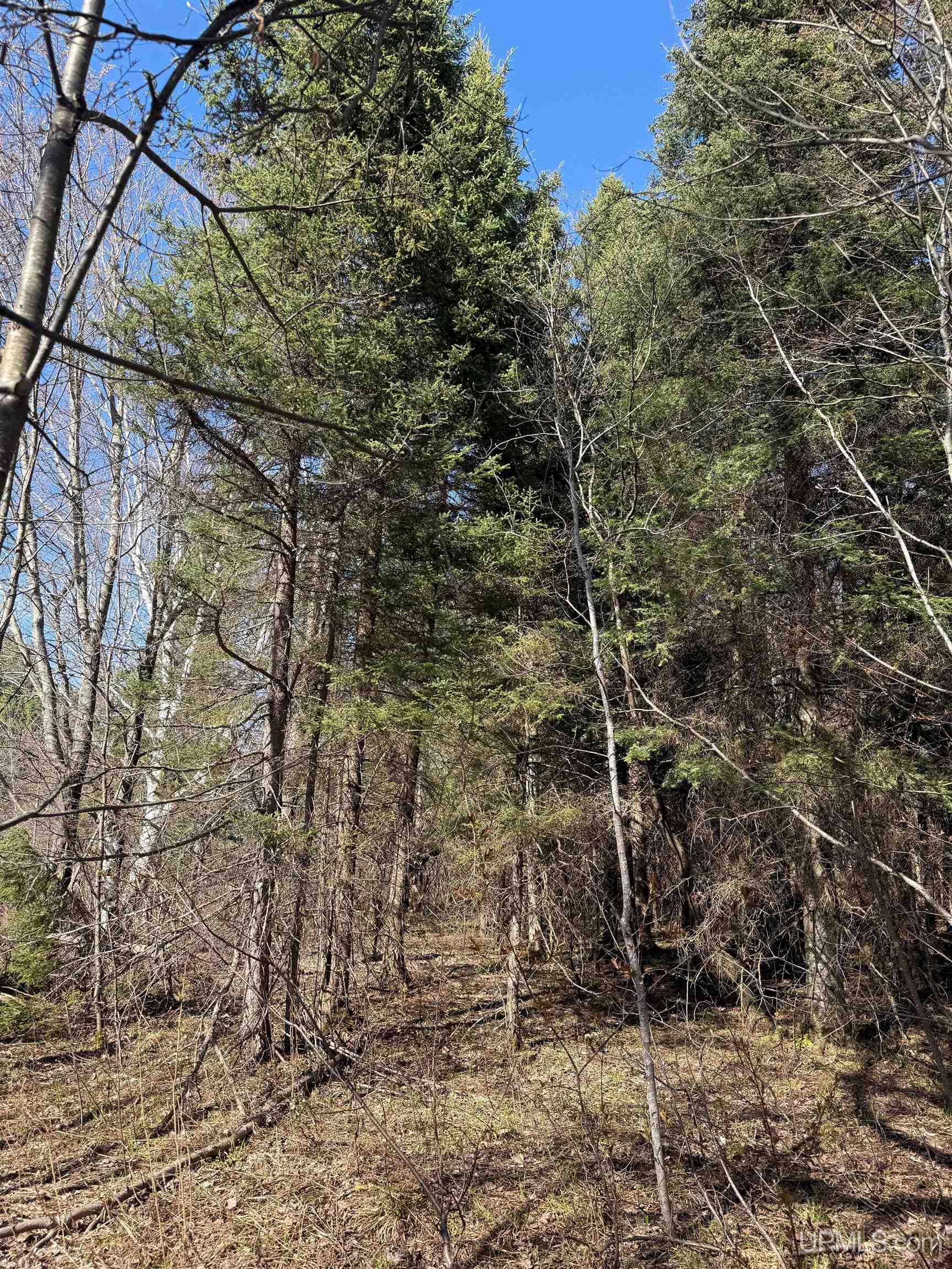 Tbd85 South Sidnaw Road Sidnaw, MI 49961 - Photo 4 of 22