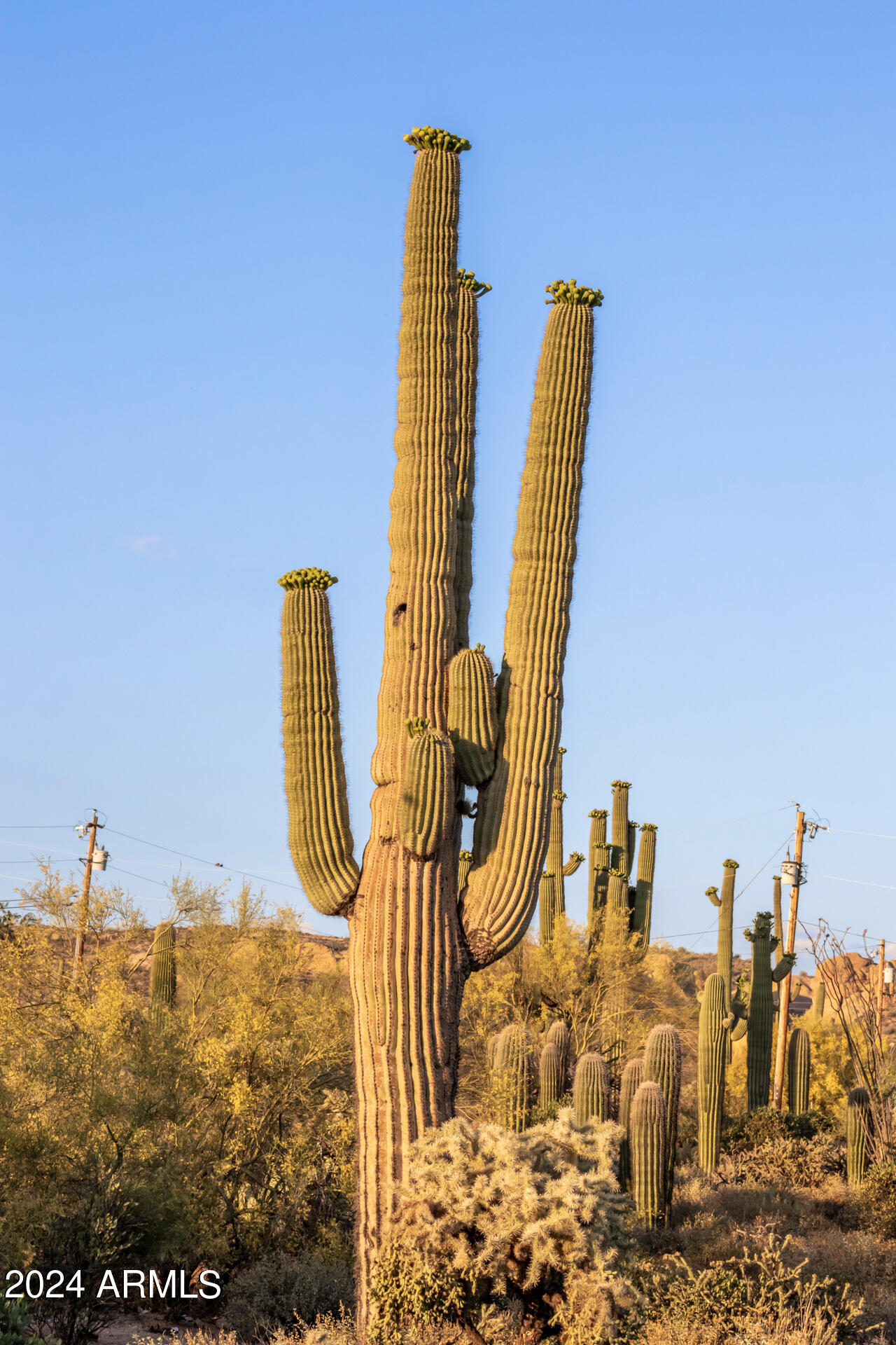 5353 North Winchester Road Apache Junction, AZ 85119 - Photo 50 of 82 50 - Winchester