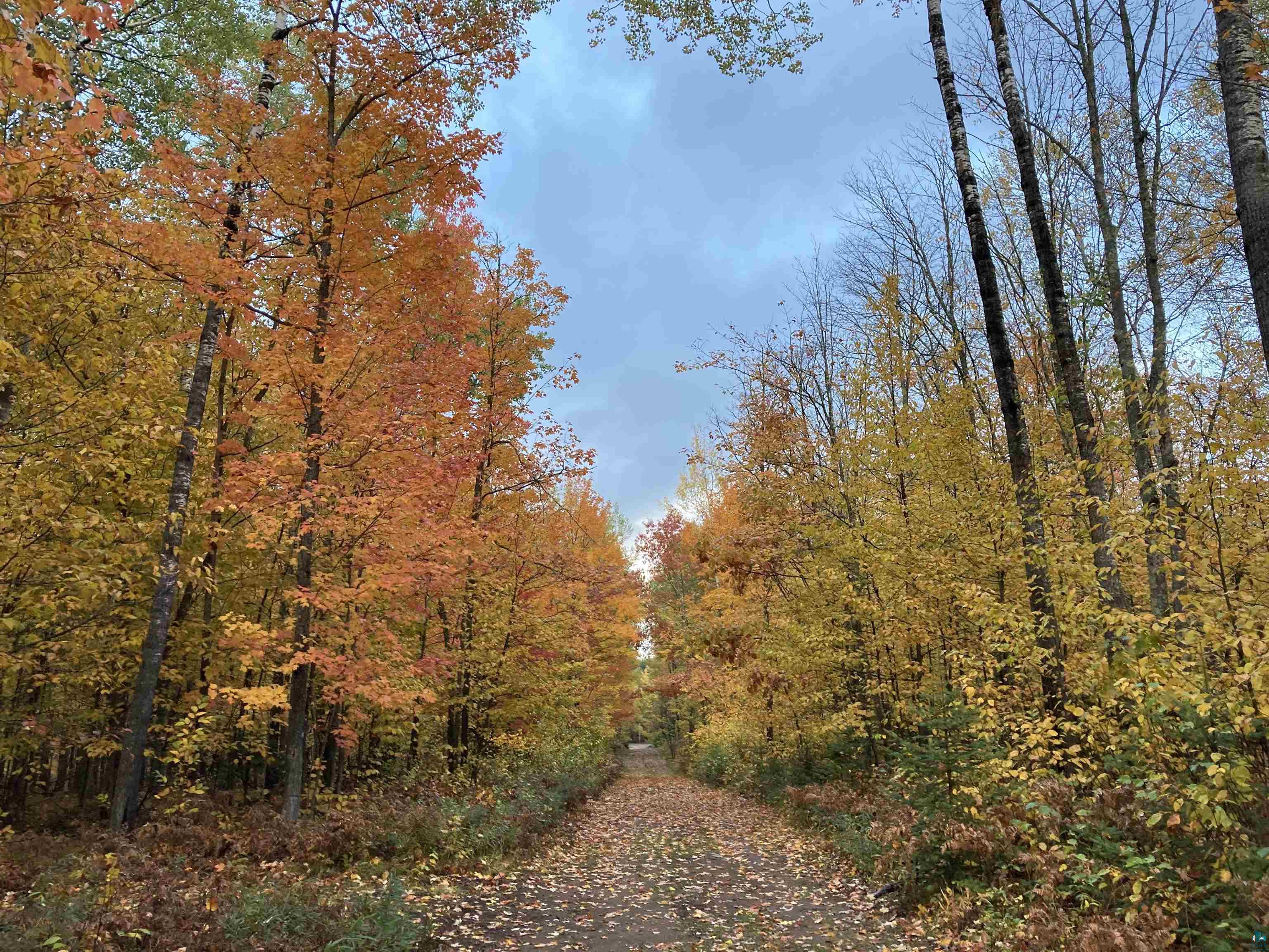 14334 East Eagle Ridge Brule, WI 54820 - Photo 22 of 26 View of tree filled area