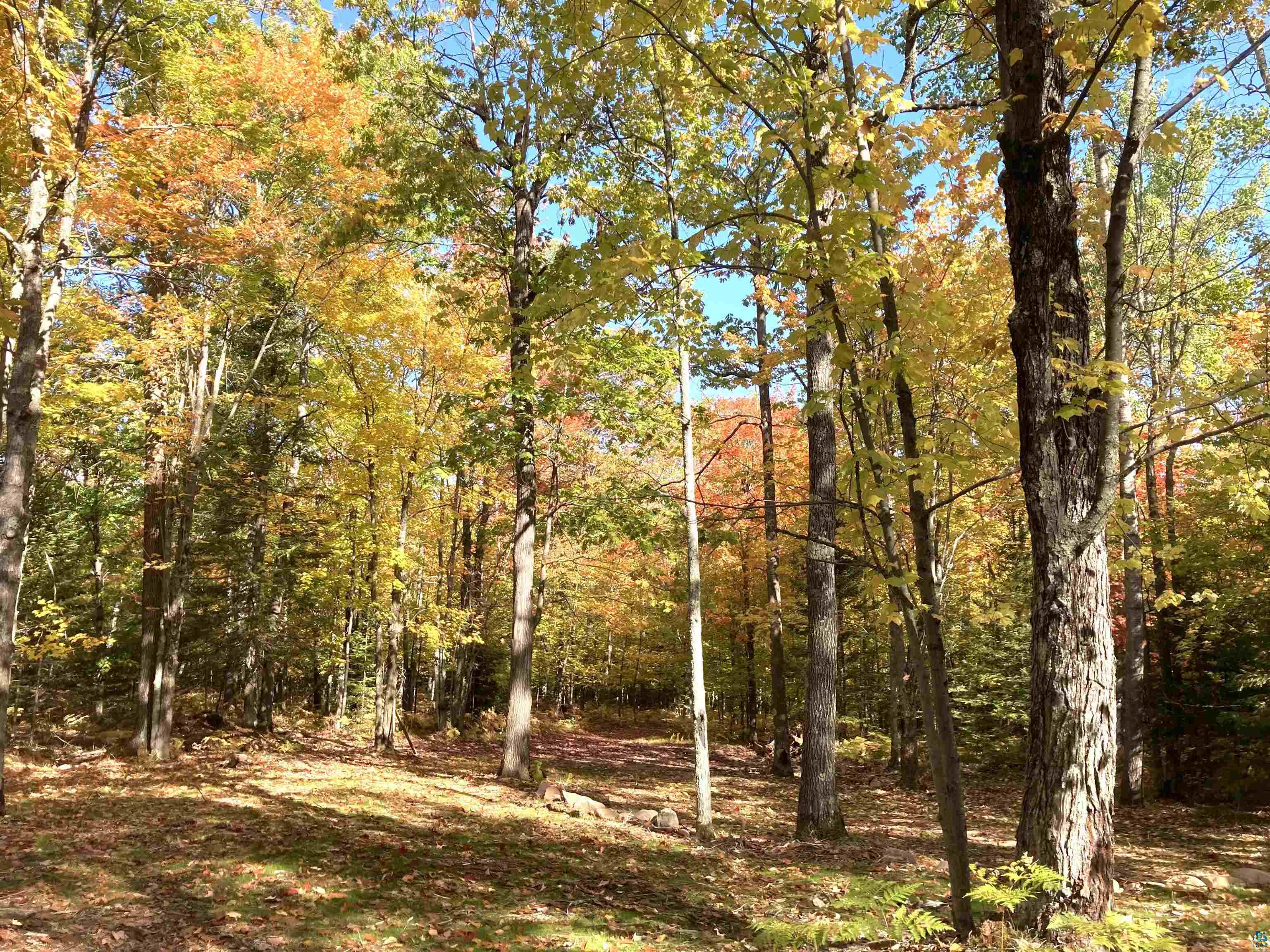 14334 East Eagle Ridge Brule, WI 54820 - Photo 3 of 26 View of woods