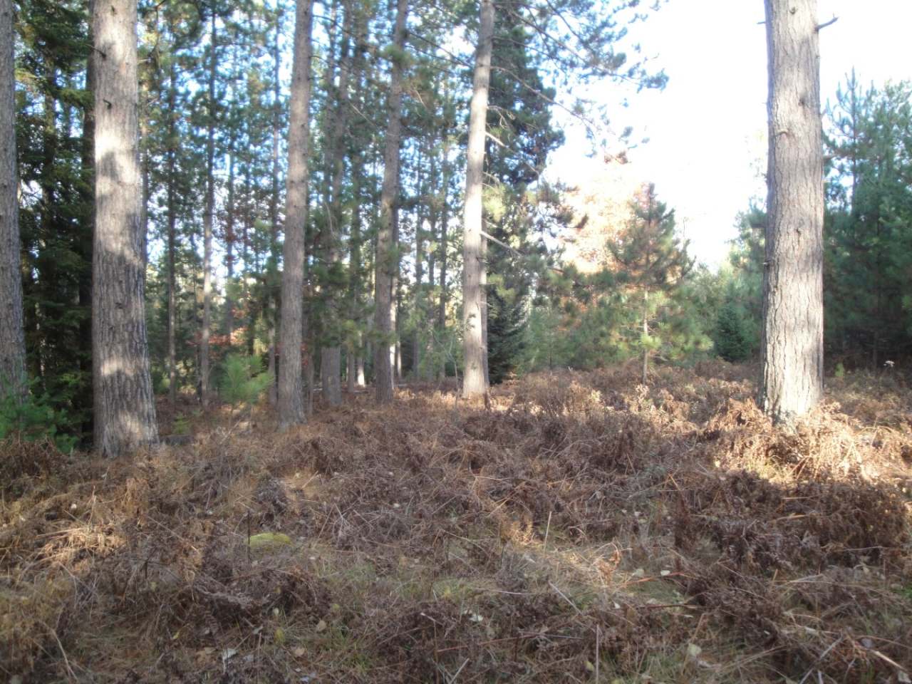 32 Pine Lake Road Rhinelander, WI 54501 - Photo 11 of 16 Gallery Image 11